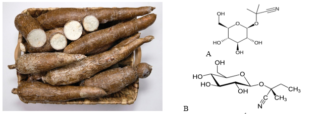 Cassava-and-two -major-toxic- cyanogenic -glycosides